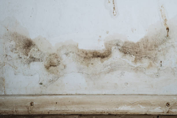 Why You Should Choose Our Mold Remediation Services in Chickasaw, AL